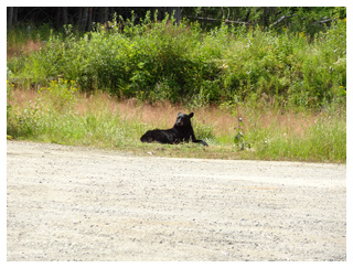 Como actuar en encuentros con osos (Fauna USA-Canadá)