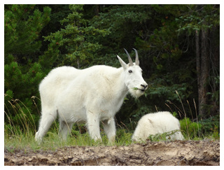 DIA 11: JASPER -> YOHO (BLAEBERRY - GOLDEN) - Canadá Oeste por libre, para NO fanáticos de trepar montañas. (2)