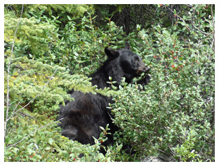DIA 11: JASPER -> YOHO (BLAEBERRY - GOLDEN) - Canadá Oeste por libre, para NO fanáticos de trepar montañas. (19)
