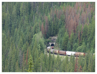 DIA 11: JASPER -> YOHO (BLAEBERRY - GOLDEN) - Canadá Oeste por libre, para NO fanáticos de trepar montañas. (22)
