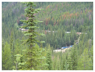 DIA 11: JASPER -> YOHO (BLAEBERRY - GOLDEN) - Canadá Oeste por libre, para NO fanáticos de trepar montañas. (23)