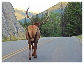 DIA 13: BANFF -> BANFF - Canadá Oeste por libre, para NO fanáticos de trepar montañas. (23)